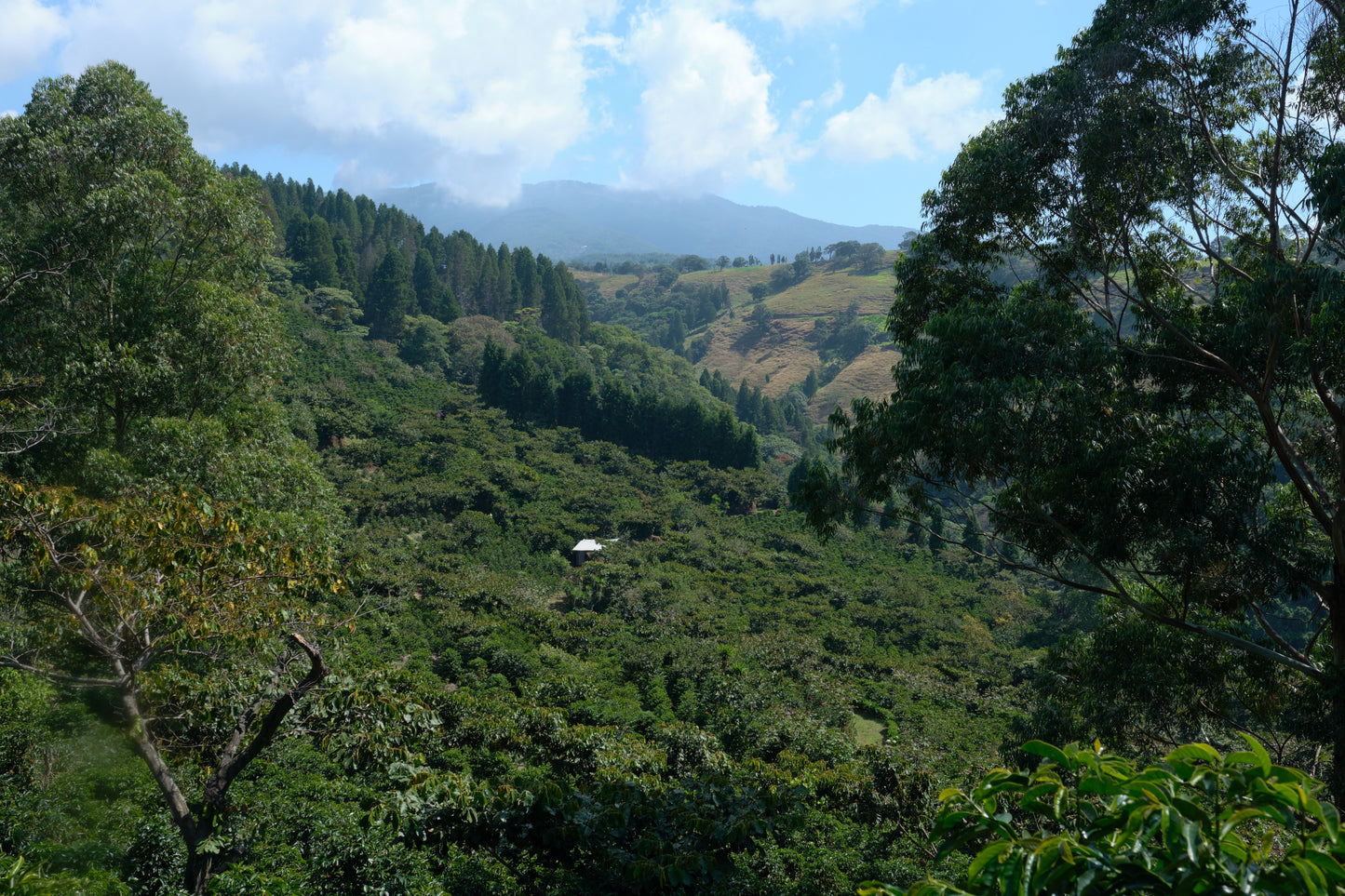 Costa Rica Cerro San Luis Micromill - medium roast - West End Coffee Roasters