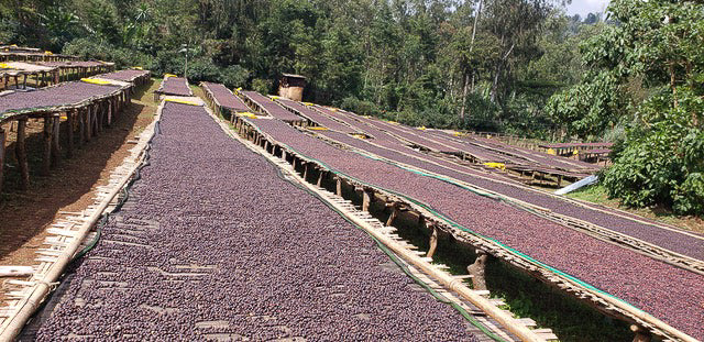 Ethiopia Banko Gotiti - medium roast - West End Coffee Roasters