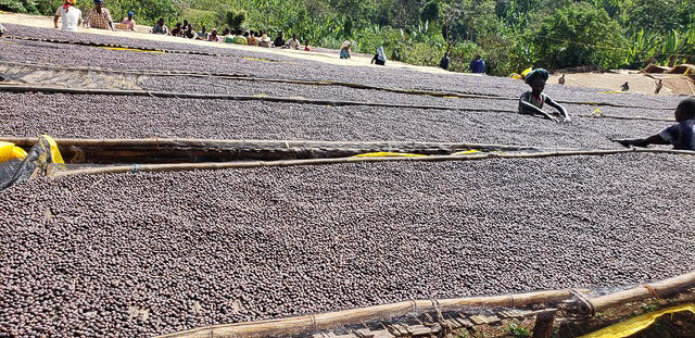 Ethiopia Banko Gotiti - medium roast - West End Coffee Roasters