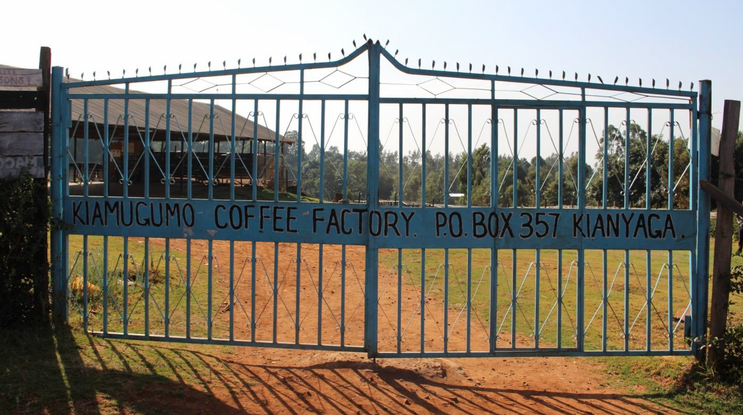 Kenya Kiamugumo AA - medium roast - West End Coffee Roasters