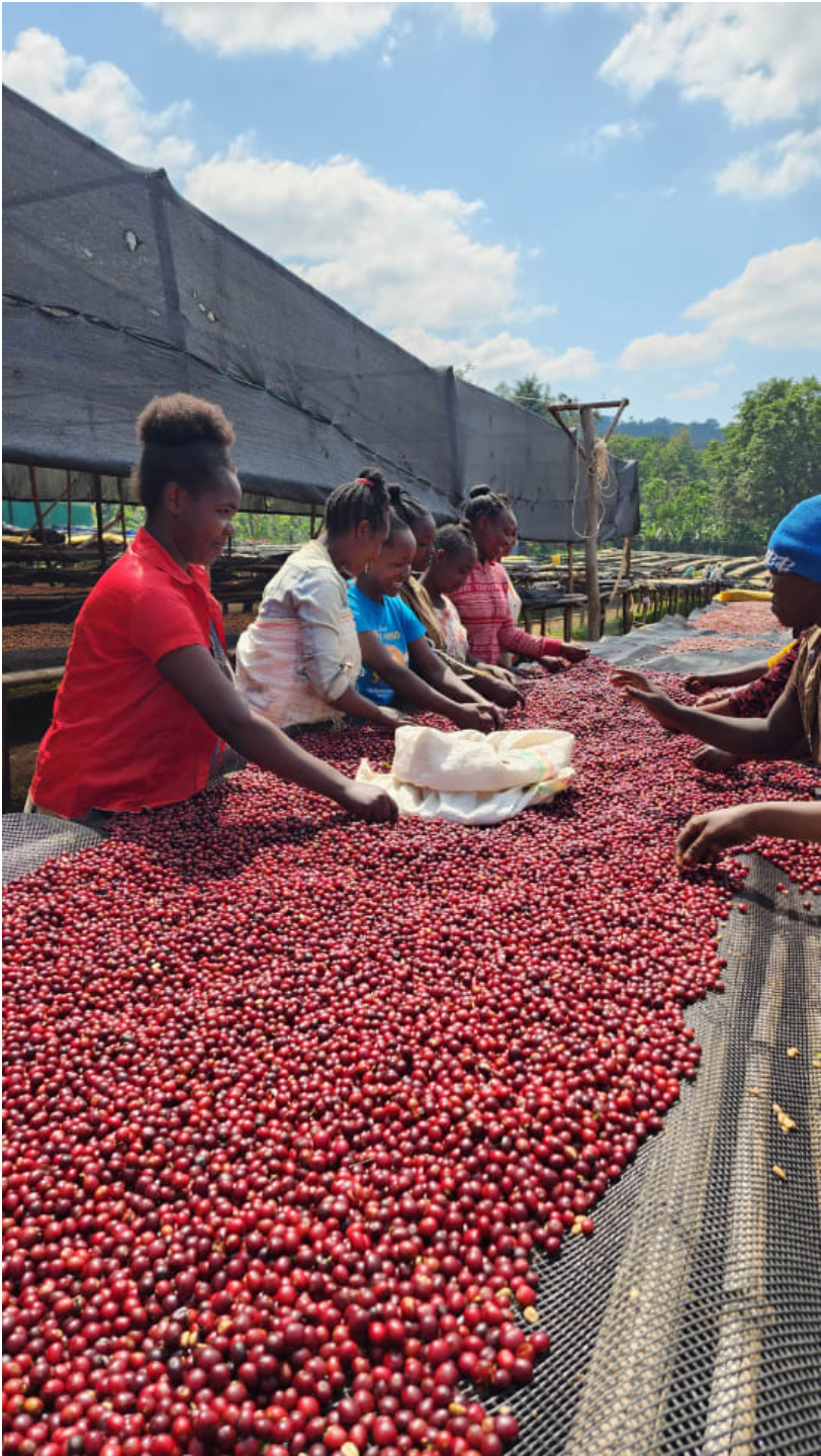 Ethiopa Duwancho Natural Special Prep - medium roast - West End Coffee Roasters