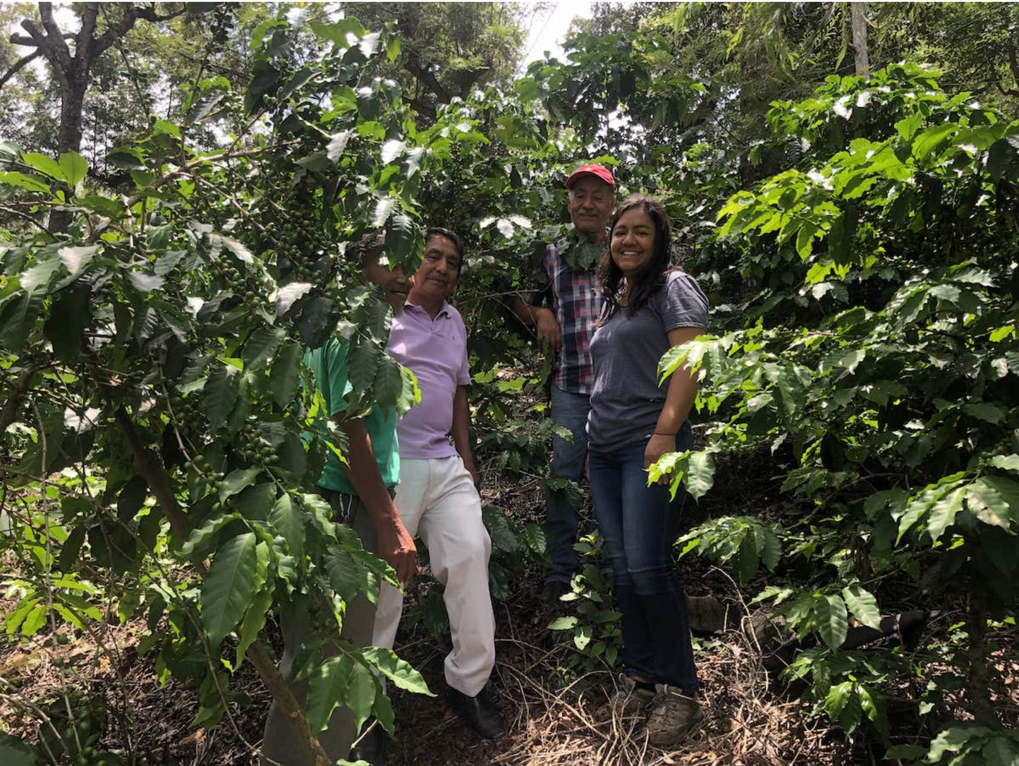 Gutemala ASDECAFE ORG - medium roast - West End Coffee Roasters