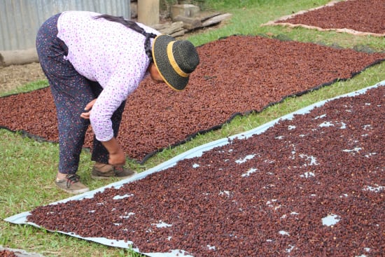Bolivia Cooperativa San Juan - medium roast - West End Coffee Roasters