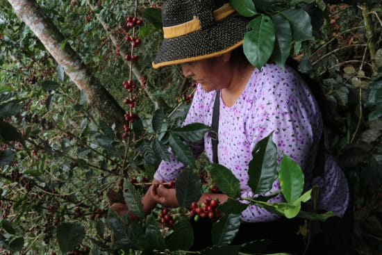 Bolivia Cooperativa San Juan - medium roast - West End Coffee Roasters
