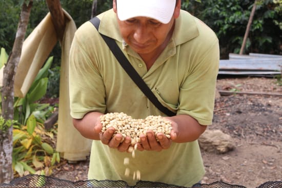Bolivia Cooperativa San Juan - medium roast - West End Coffee Roasters