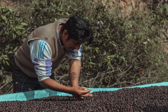 Bolivia Cooperativa San Juan - medium roast - West End Coffee Roasters