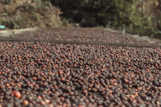 Bolivia Cooperativa San Juan - medium roast - West End Coffee Roasters