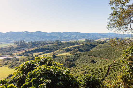 Brazil Fazenda Santa Lucia - medium roast - West End Coffee Roasters