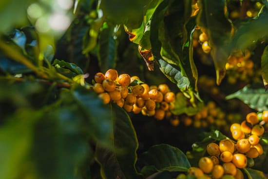 Brazil Fazenda Santa Lucia - medium roast - West End Coffee Roasters