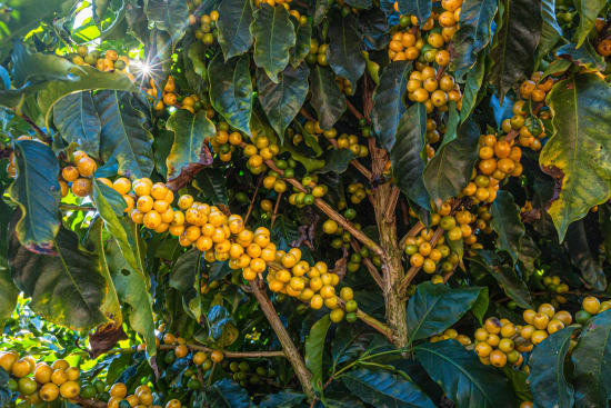 Brazil Fazenda Santa Lucia - medium roast - West End Coffee Roasters