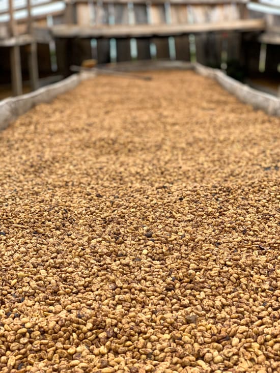 Colombia Honey Tablon De Gomez - medium roast - West End Coffee Roasters