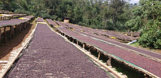 Ethiopia Banko Gotiti - medium roast - West End Coffee Roasters