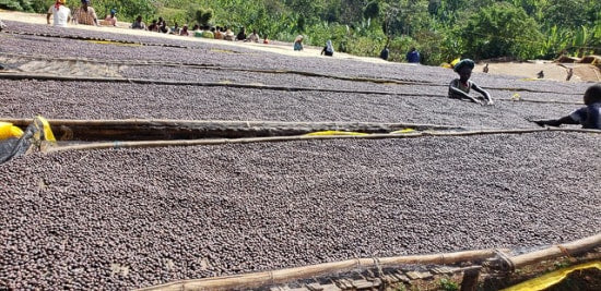 Ethiopia Banko Gotiti - medium roast - West End Coffee Roasters