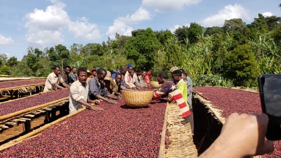 Ethiopia Banko Gotiti - medium roast - West End Coffee Roasters