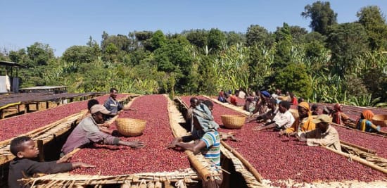 Ethiopia Banko Gotiti - medium roast - West End Coffee Roasters