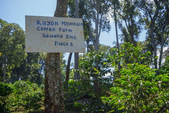 Ethiopia Organic Guji - Kayon Mountain Farm - 27 - medium roast - West End Coffee Roasters