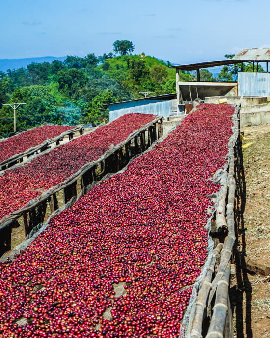 Ethiopia Organic Guji Kayon Mountain Farm - 29 - medium roast - West End Coffee Roasters