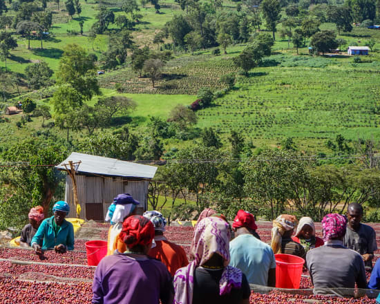 Ethiopia Organic Guji - Kayon Mountain Farm - 27 - medium roast - West End Coffee Roasters