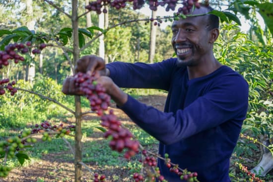 Ethiopia Organic Guji - Kayon Mountain Farm - 27 - medium roast - West End Coffee Roasters
