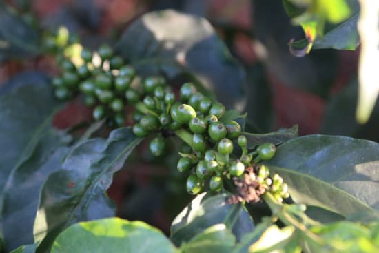Kenya Kagumo PB Microlot - medium roast - West End Coffee Roasters