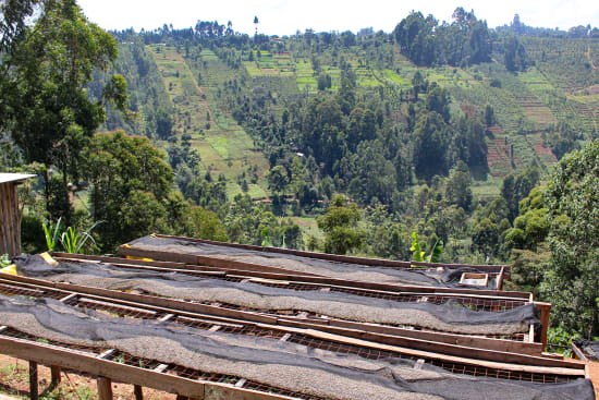 Kenya Kagumo PB Microlot - medium roast - West End Coffee Roasters