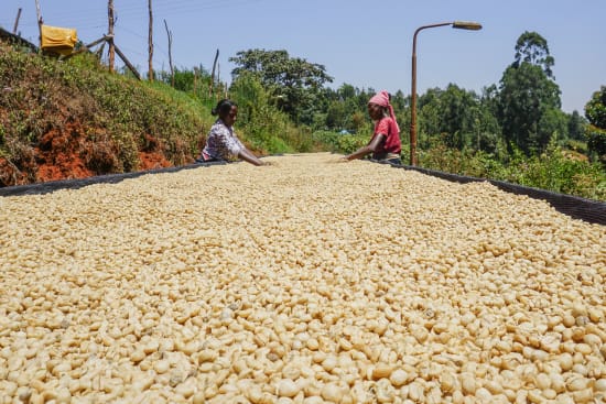 Kenya Kagumo PB Microlot - medium roast - West End Coffee Roasters