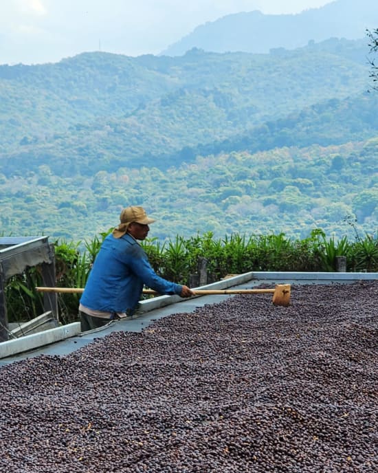 El Salvador Finca Himalaya - medium roast - West End Coffee Roasters
