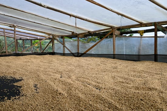 Colombia Honey Tablon De Gomez - medium roast - West End Coffee Roasters