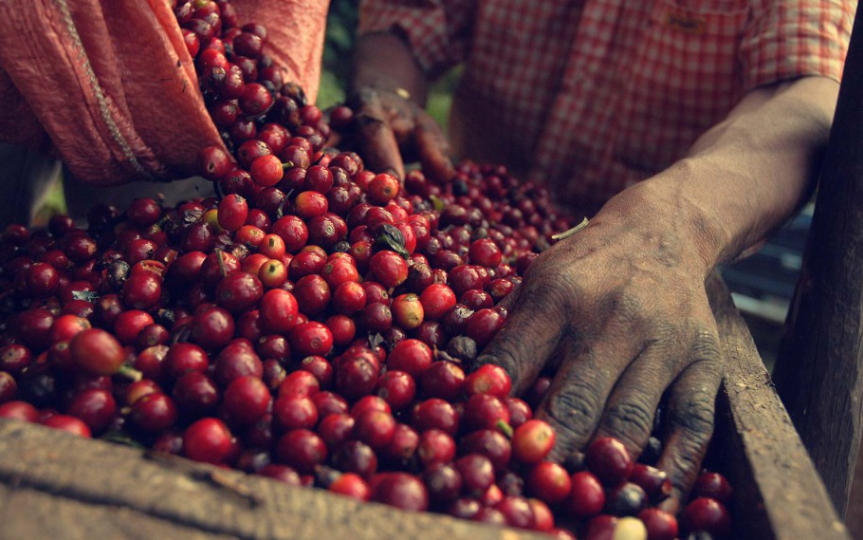 Glory - dark roast - West End Coffee Roasters