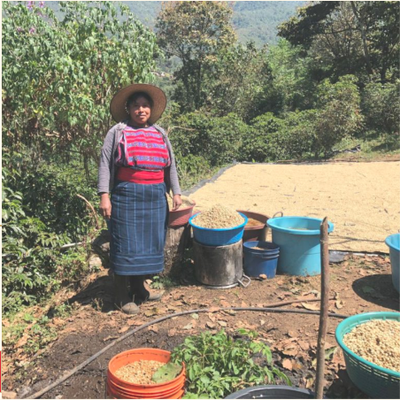 Guatemala Organic Huehuetenango ASOPCE SHB EP - West End Coffee Roasters