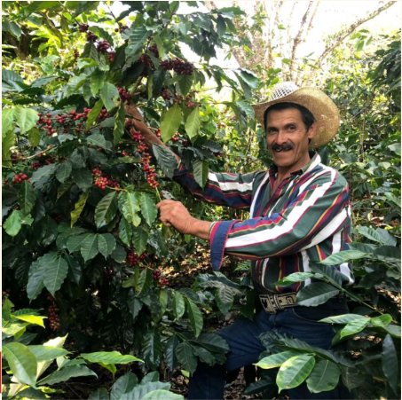 Guatemala Organic Huehuetenango ASOPCE SHB EP - West End Coffee Roasters